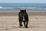 CANE CORSO 843